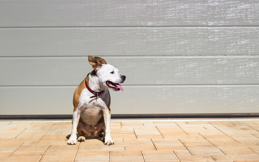 Garage Door Safety for Pets: Creating a Pet-Friendly Space